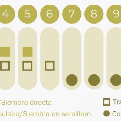 https://loja.ecocenter.pt/product/sementes-vivas-tomatilho-roxo