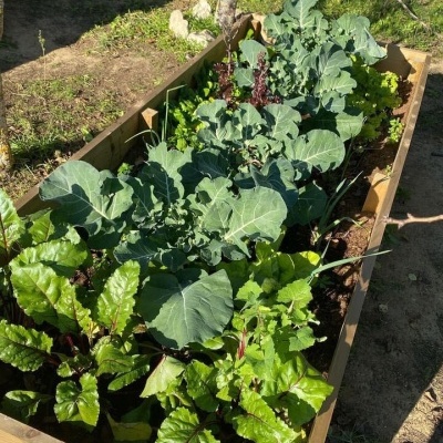 Canteiro elevado de madeira com várias plantas verdes crescendo