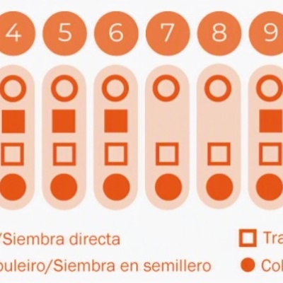 Tabela com símbolos gráficos laranja indicando etapas do ciclo agrícola em 12 meses, com legenda em português e espanhol.