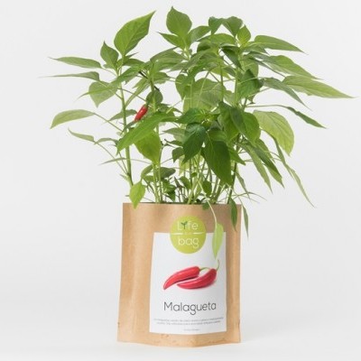 https://loja.ecocenter.pt/product/grow-bag-malagueta