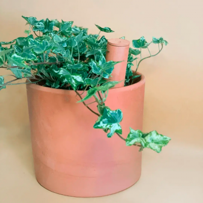 Vaso de cerâmica terracota com planta verde de folhas variegadas