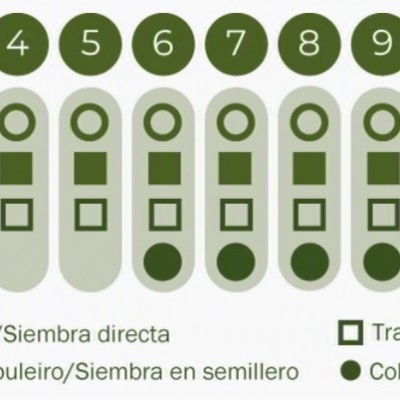 https://loja.ecocenter.pt/product/sementes-vivas-beterraba-chioggia