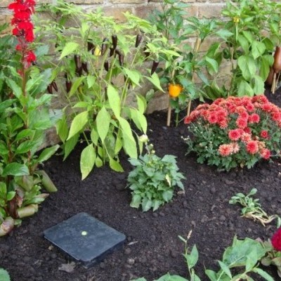 Canteiro de jardim com flores vermelhas e folhas verdes ao fundo muro de pedra