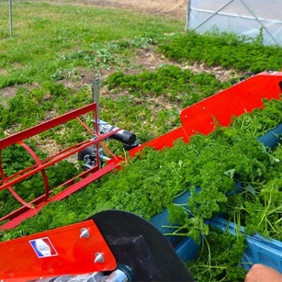 Máquina agrícola vermelha a colher salsa verde no campo