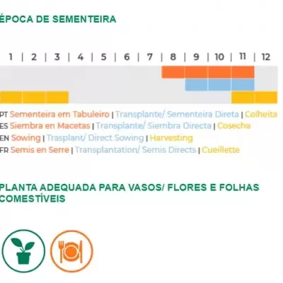 Gráfico de época de sementeira e texto sobre planta adequada para vasos, flores e folhas comestíveis