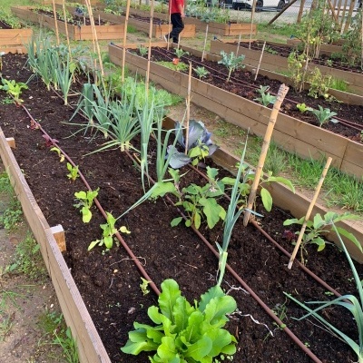 Canteiros elevados de madeira com plantas hortícolas e sistema de rega