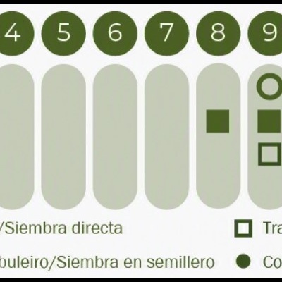 https://loja.ecocenter.pt/product/sementes-vivas-nabo-grelos-santiago