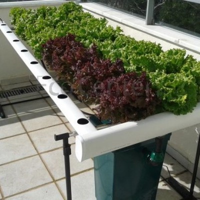 Sistema hidropónico com alfaces verdes e roxas em tubo branco