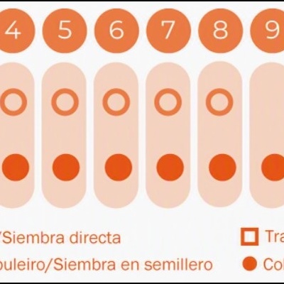 https://loja.ecocenter.pt/product/sementes-vivas-verdura-asiatica-mix-asia