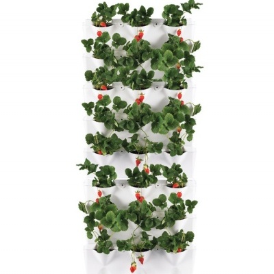 Estrutura de cultivo vertical com plantas de morango