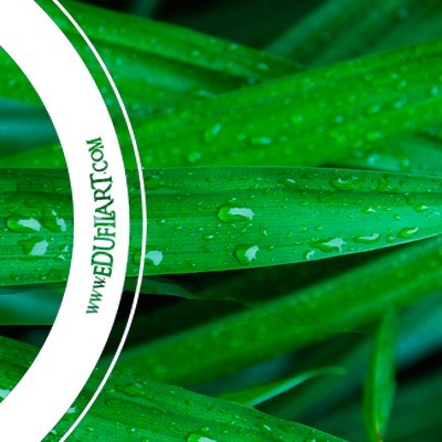 Folhas verdes com gotas de água e texto www.EDUFILART.COM