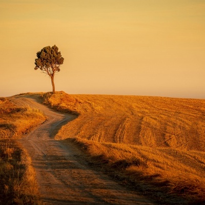 Estrada de terra e árvore isolada em campo dourado ao pôr do sol