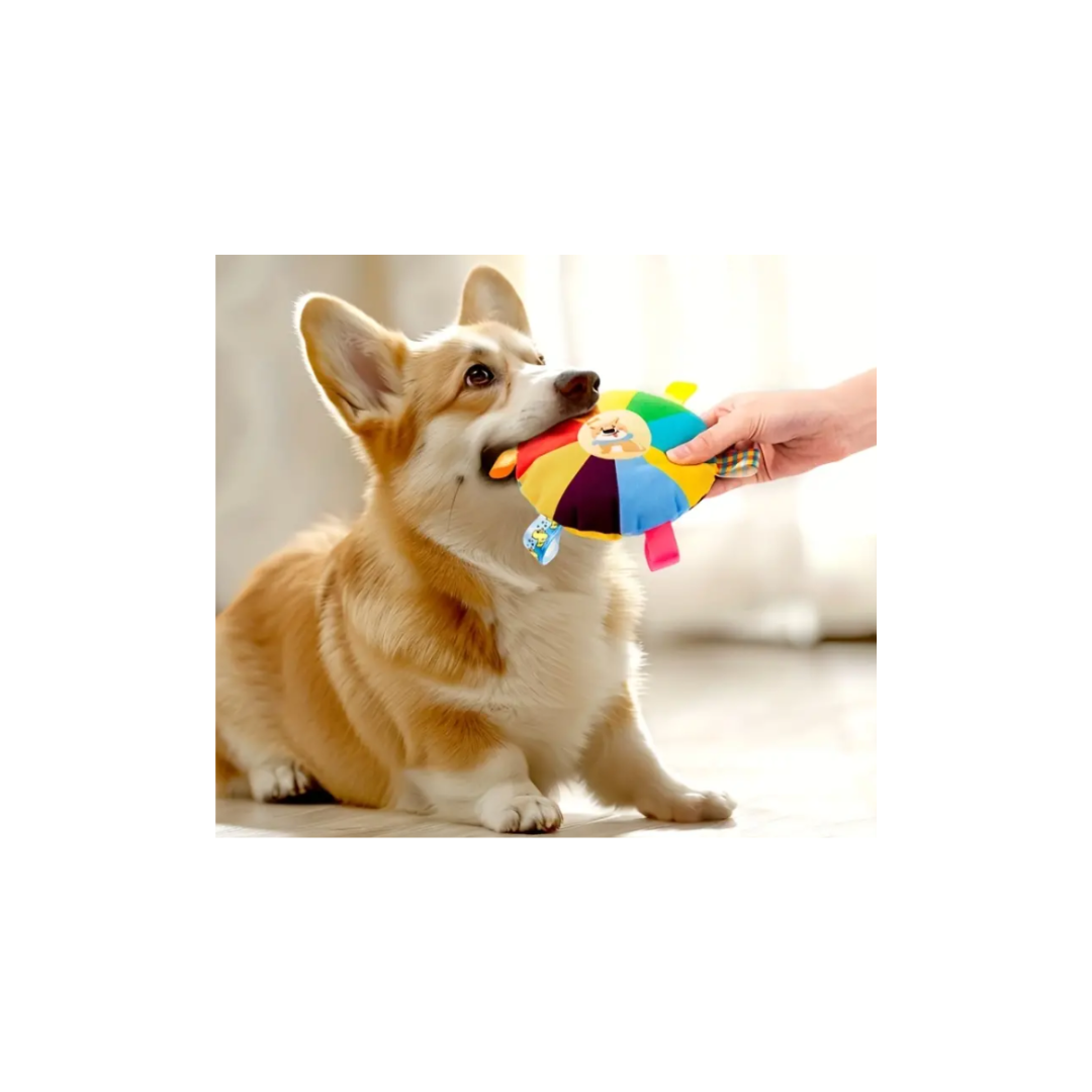 Cão Corgi a morder brinquedo de tecido colorido sendo segurado por mão humana