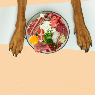 Prato redondo com carne crua, ovo, queijo, frutas vermelhas e ervas entre patas de cão castanhas