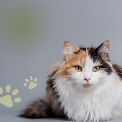 Gato tricolor de pelo longo sentado em fundo cinzento com pegadas amarelas ao lado