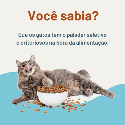 Gato cinzento junto a tigela de ração, texto informativo em português