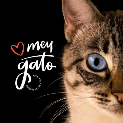 Rosto direito de gato com olhos azuis, pelagem tigrada, fundo preto, texto '❤ meu gato'