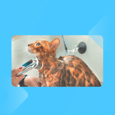 Gato castanho e preto a ser lavado com mangueira de água