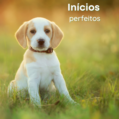 Cão pequeno branco e bege sentado na relva com texto 'Inícios perfeitos'
