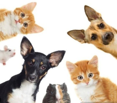 vários animais de estimação olha para a câmera sobre fundo branco