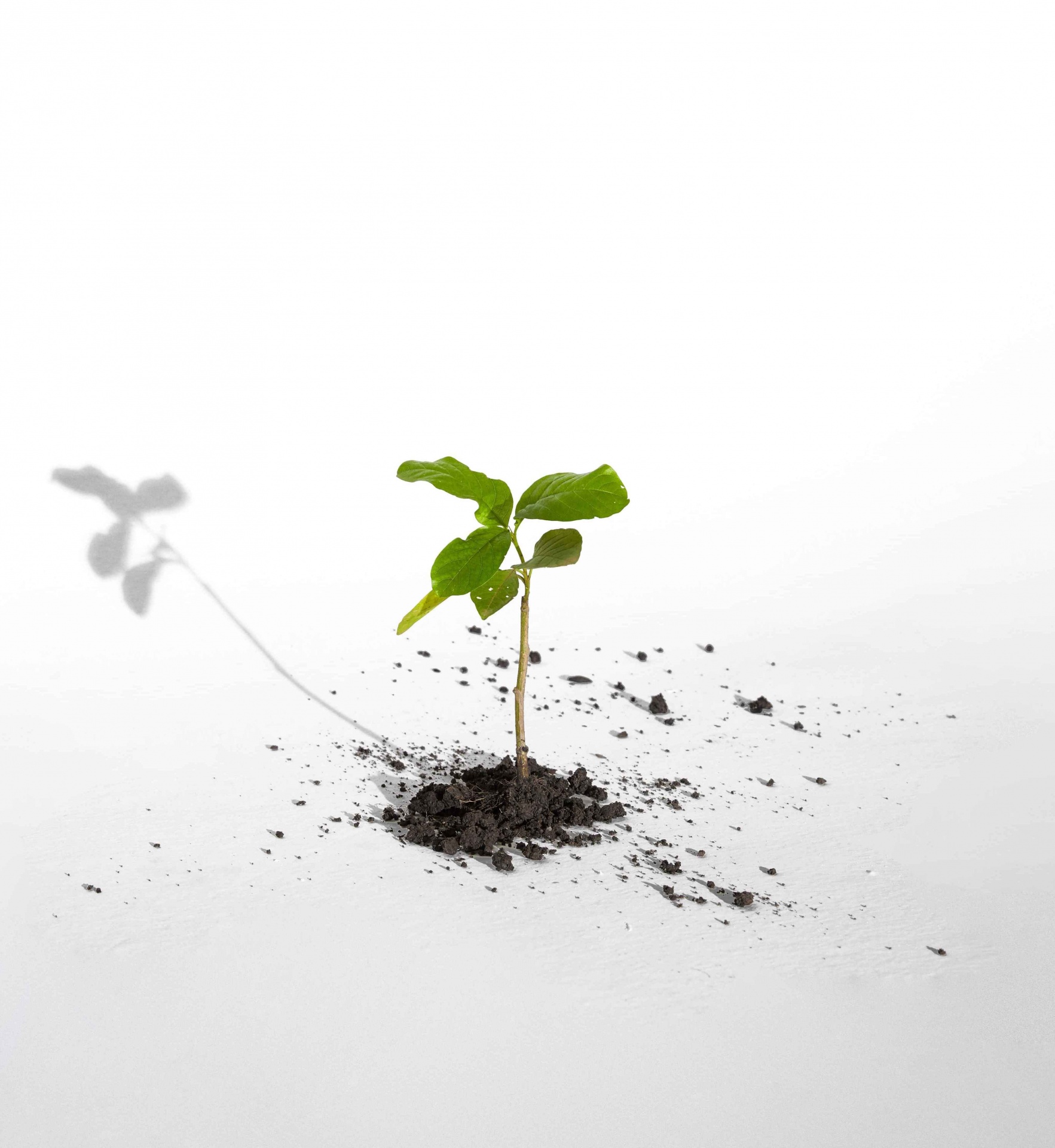 Pequena planta verde numa superfície branca com sombra longa.