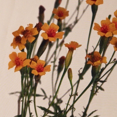 Flores laranja com caules verdes em fundo claro