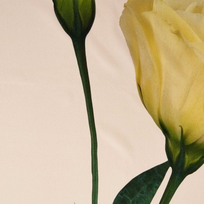 Flores de Lisianthus creme com talos verdes sobre fundo claro