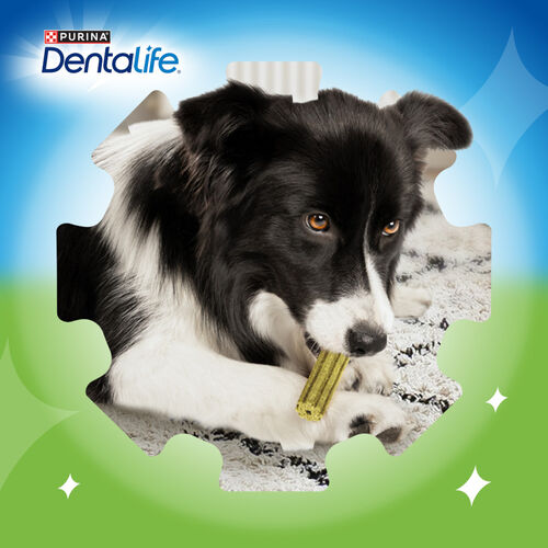 Cão a morder snack dentário amarelo com fundo colorido e texto da marca