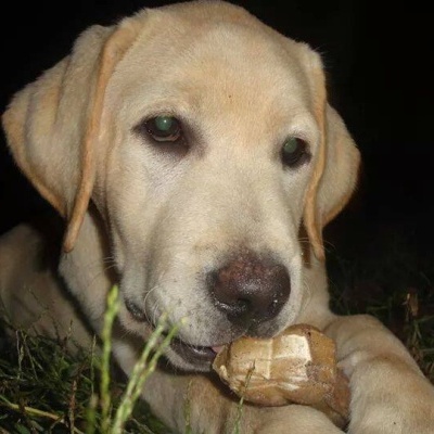 Cão labrador amarelo claro a mastigar osso na relva à noite