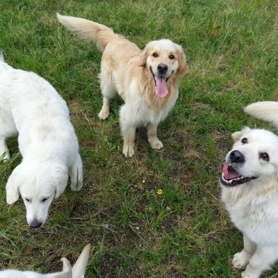 Quatro cães de pelo longo em relvado verde