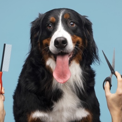 Cão de pelos longos com pente e tesoura em fundo azul.