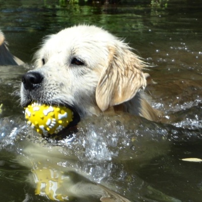 Cão labrador branco a nadar com bola amarela na boca.