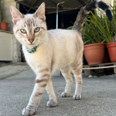 Gato creme e castanho com coleira azul-turquesa num chão de cimento com vasos de plantas ao fundo