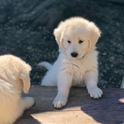 Dois cachorros Golden Retriever pequenos com pelo branco apoiados numa tábua de madeira