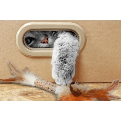 Gato cinzento com pata peluda a segurar brinquedo com penas através de abertura em cartão castanho