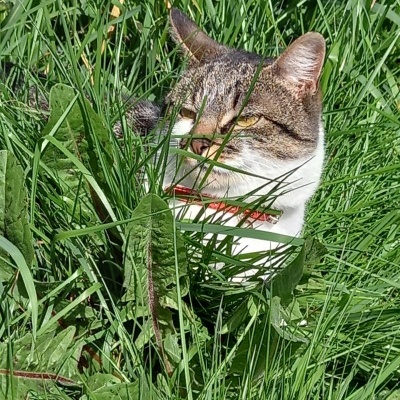 Gato com coleira vermelha escondido na relva alta