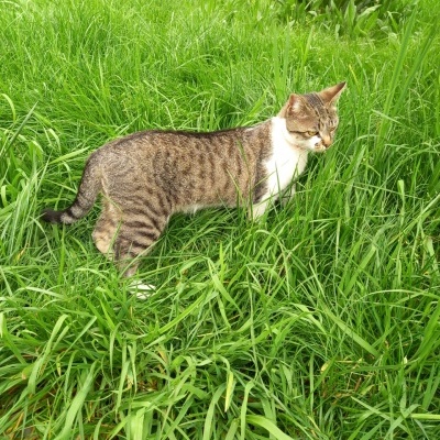 Gato malhado castanho e branco numa relva verde alta