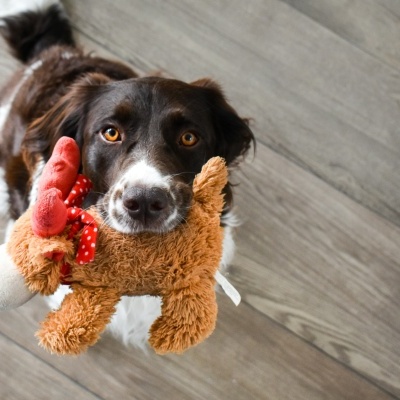 Cão castanho e branco com brinquedo de pelúcia castanho e vermelho na boca