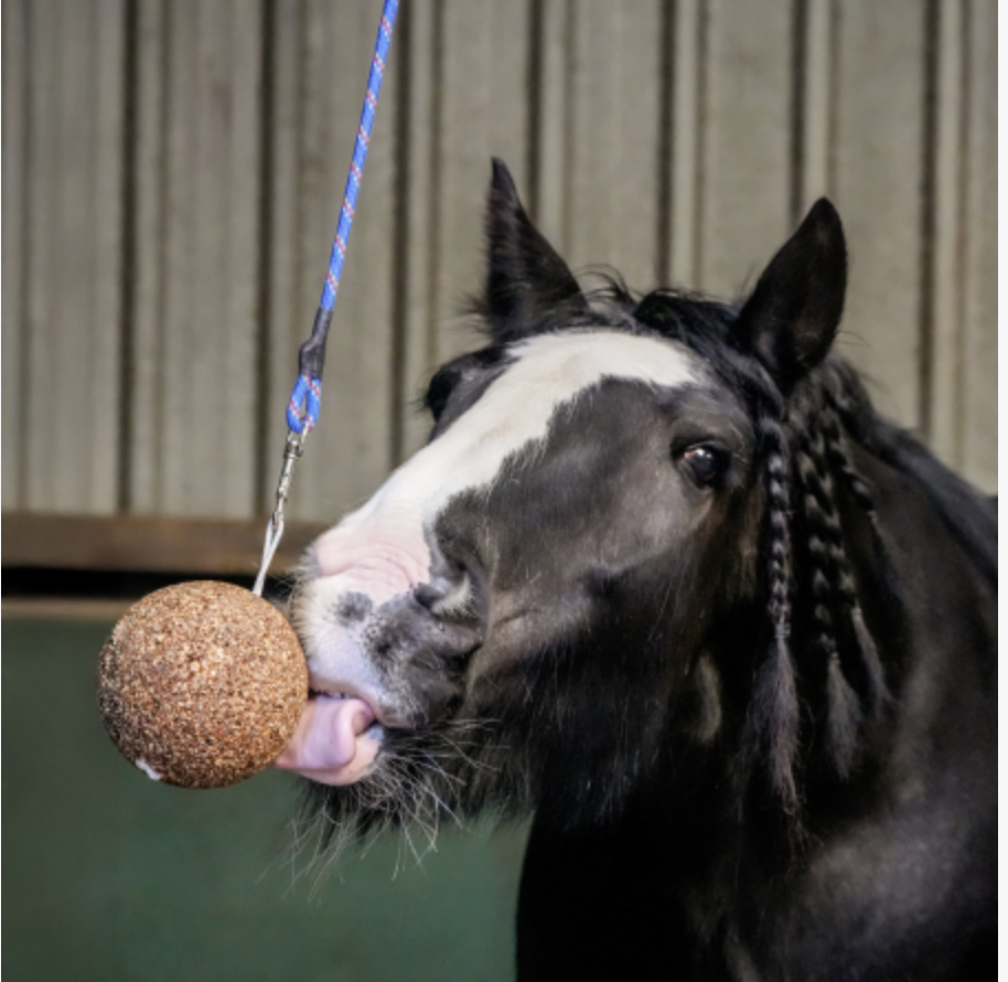 Cavalo lambendo uma bola de alimentação suspensa