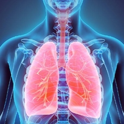 Torso humano transparente com pulmões destacados em rosa