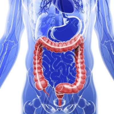 Ilustração anatómica do cólon humano em destaque