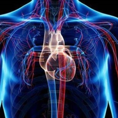 Sistema cardiovascular humano com coração e vasos sanguíneos em visualização anatómica