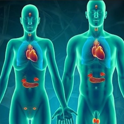 Ilustração digital de órgãos internos em dois corpos humanos translúcidos azulados