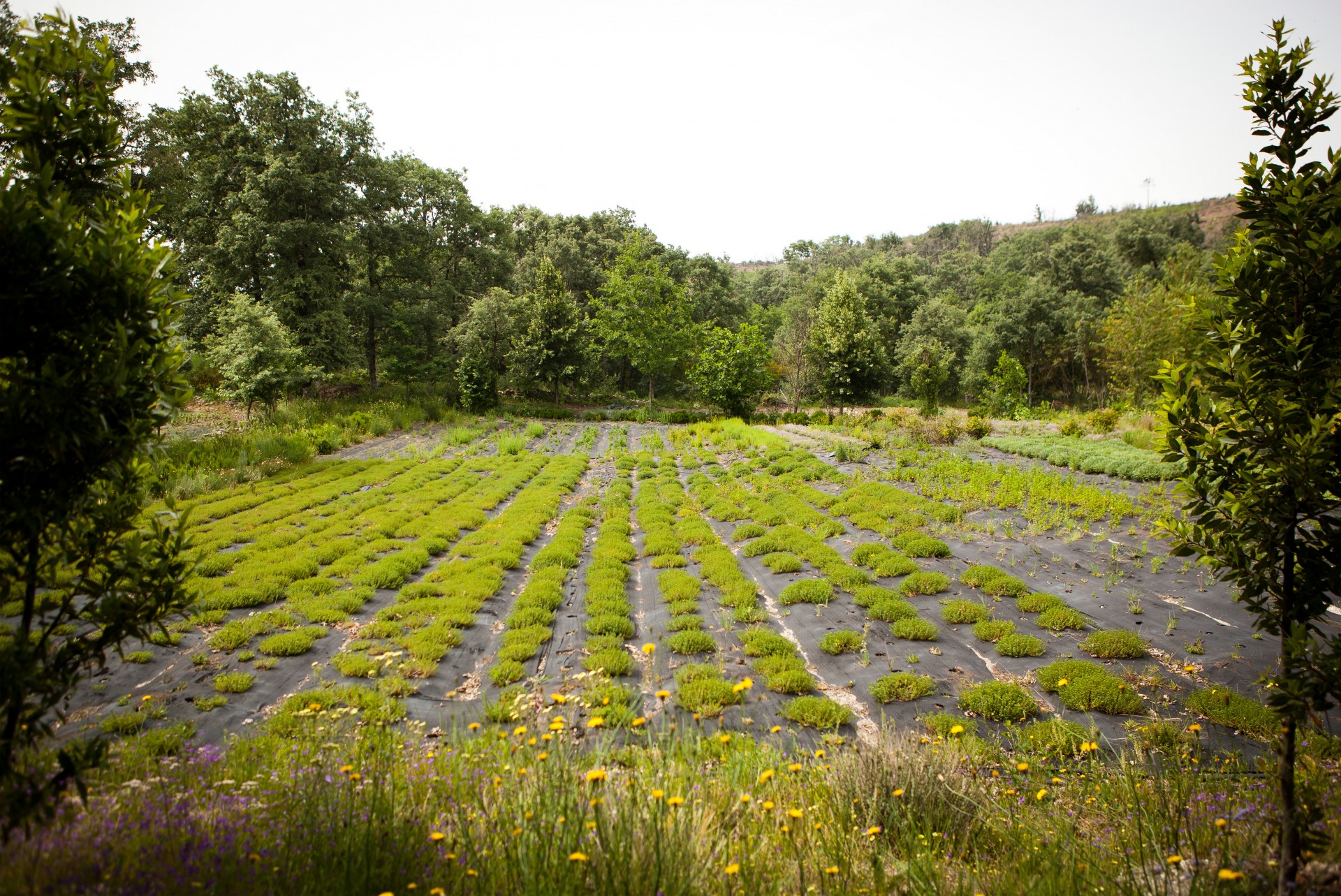 Erva Príncipe - Infusão BIO - 20 saquetas Erva Príncipe - Infusão BIO - 20 saquetas