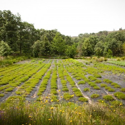 Erva Príncipe - Infusão BIO - 20 saquetas