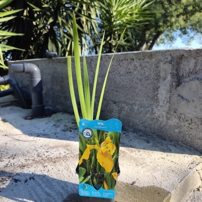 Planta jovem de lírio amarelo em vaso preto com etiqueta azul numa superfície de cimento.