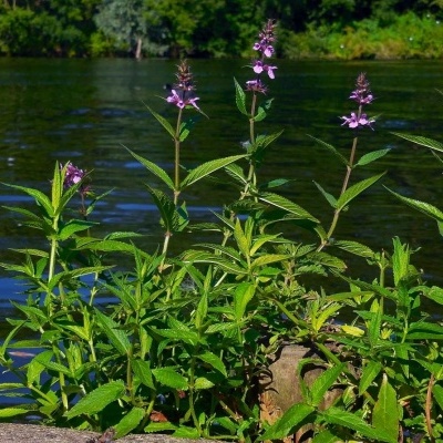 Plantas com flores lilases junto a um rio com vegetação verde ao fundo