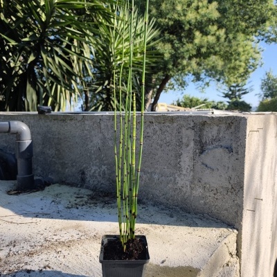 Planta jovem em vaso preto com caules finos verdes em área exterior