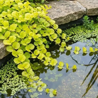 Tanque de pedra com plantas aquáticas e folhagem verde-amarela