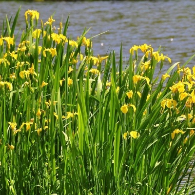Planta aquática com flores amarelas junto à margem de um lago